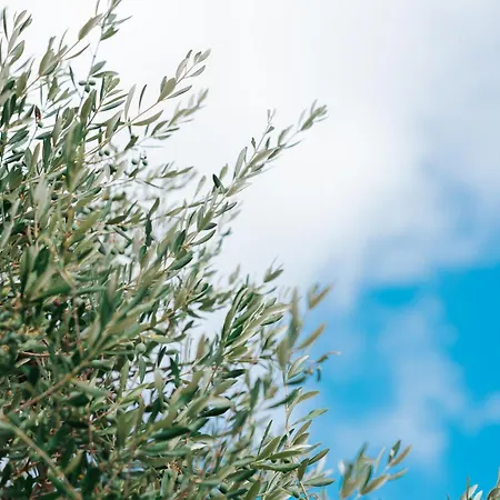 Trullo Alisia - Trulloexperience 公寓 普蒂尼亚诺