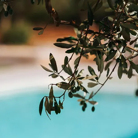 Trullo Alisia - Trulloexperience 公寓