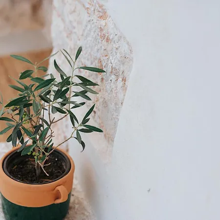 Trullo Alisia - Trulloexperience 普蒂尼亚诺