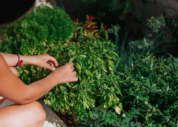 Trullo Alisia - Trulloexperience פוטיניאנו