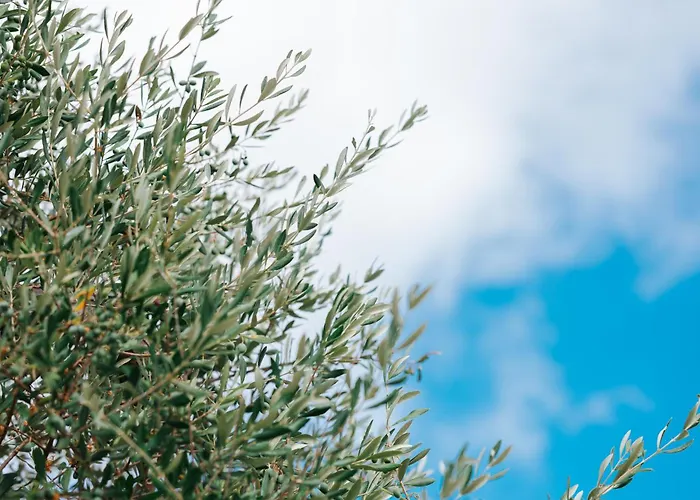 Trullo Alisia - Trulloexperience דירה פוטיניאנו