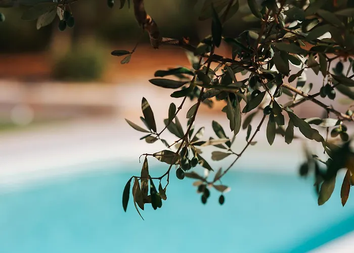 Trullo Alisia - Trulloexperience דירה